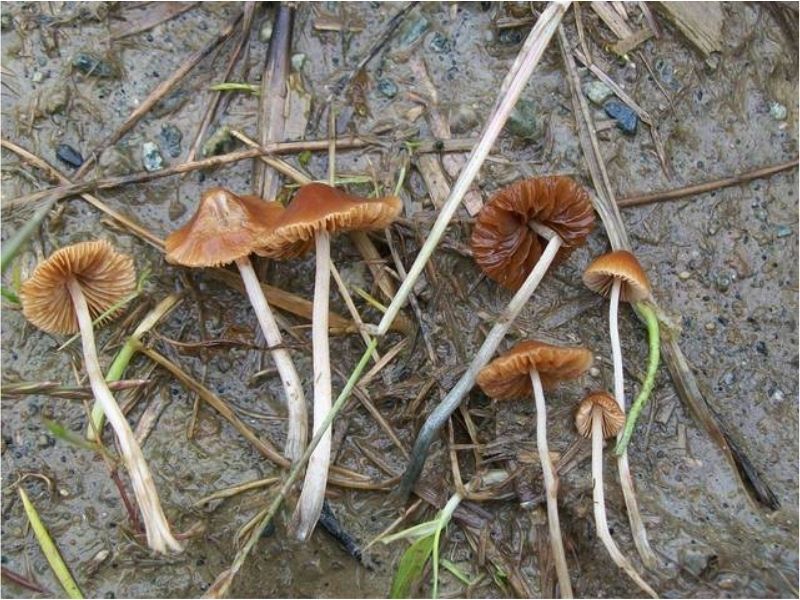 Copy of Psychedelic Mushrooms that You Can Forage Yourself - Pholiotina Cyanopus