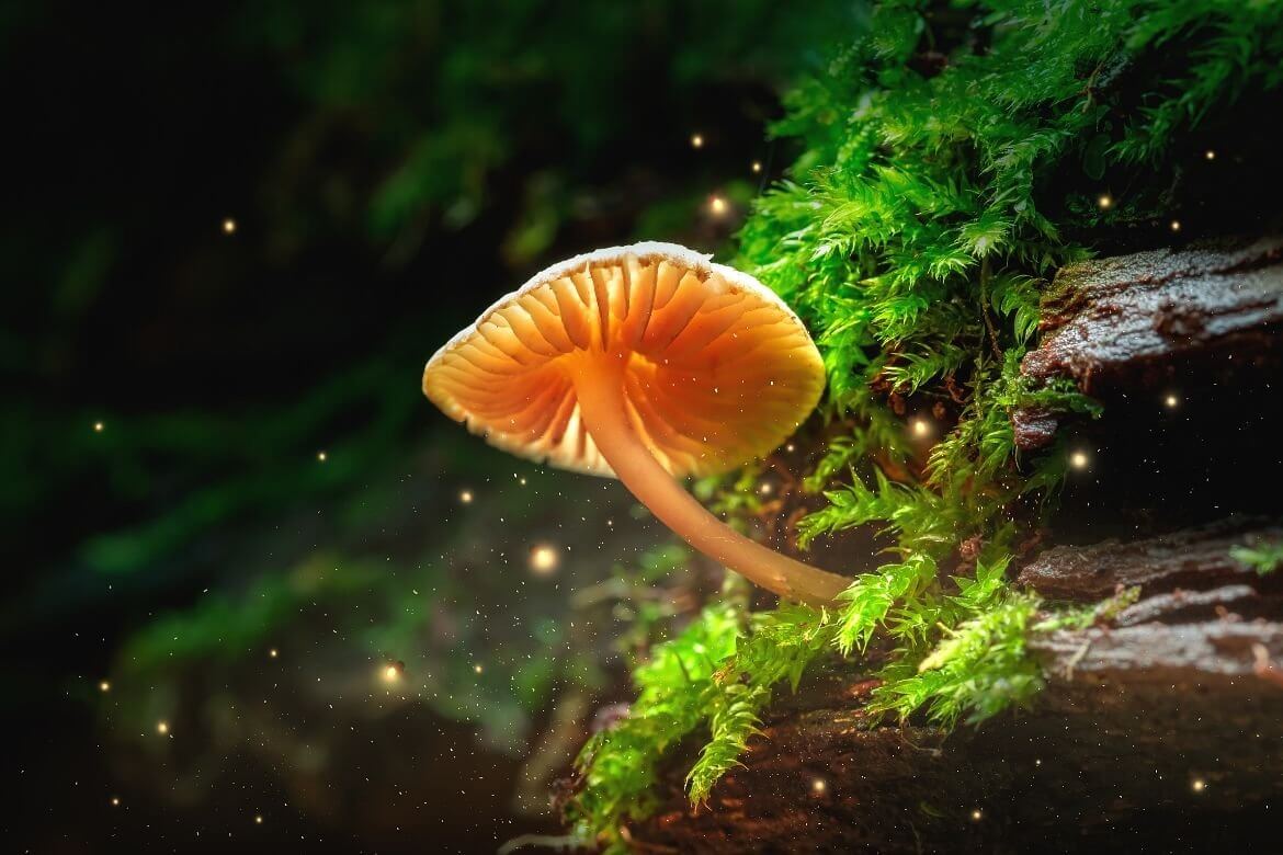Psychedelic Mushrooms Foraging