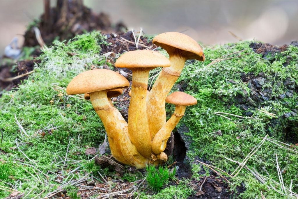 Psychedelic Mushrooms that You Can Forage Yourself - Gymnopilus junonius