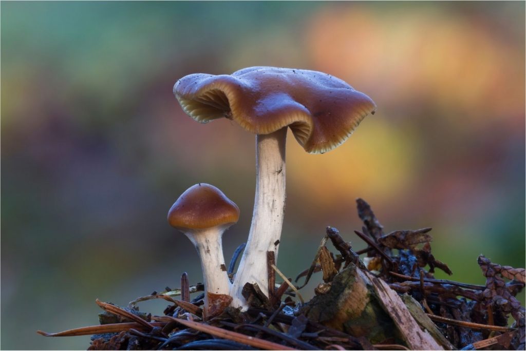 Psychedelic Mushrooms that You Can Forage Yourself - Psilocybe cyanescens