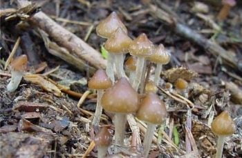 Psychedelic Mushrooms that You Can Forage Yourself - Psilocybe hispanica