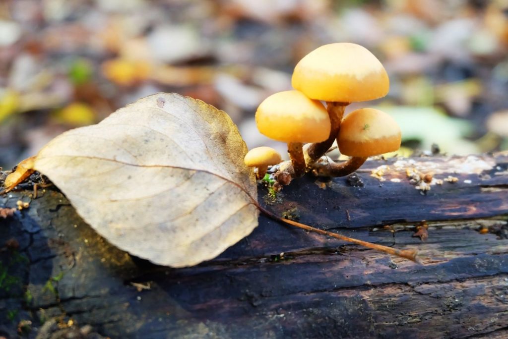 Psychedelic Mushrooms that You Can Forage Yourself - Psilocybe mairei