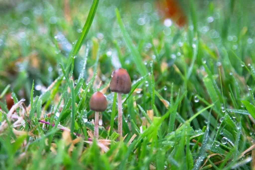 Psychedelic Mushrooms that You Can Forage Yourself - Psilocybe semilanceata