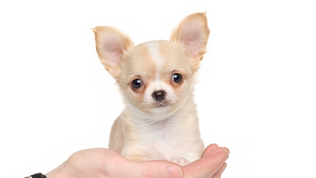 Chihuahua Puppy Price Range