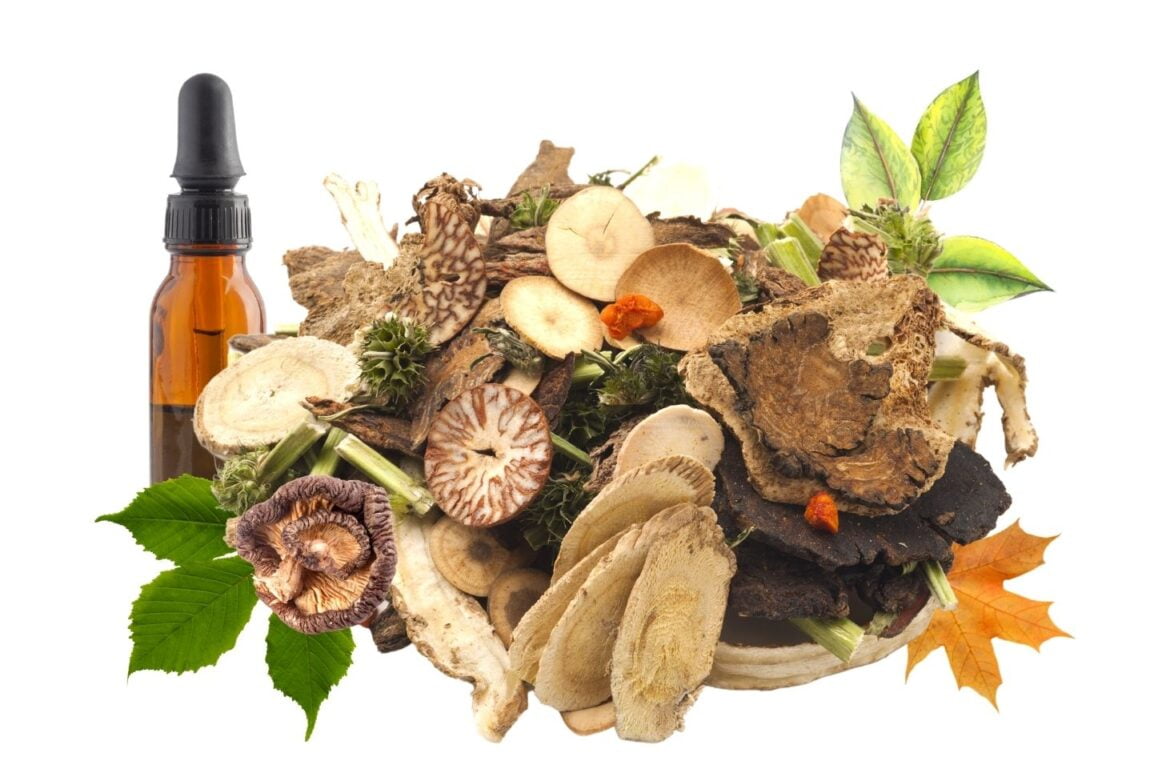 Powerful Healing Mushrooms and How To Use Them - 9Pedia.com