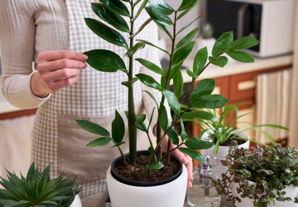 Natural Fertilizers for House Plants You Can Make Yourself - 9Pedia.com