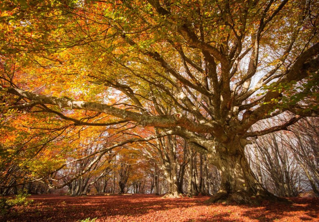 Spiritual Uses of Beech Tree - Spiritual Uses of Trees You Didn't Know About - 9Pedia.com