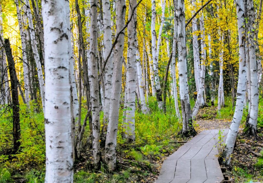 Spiritual Uses of Birch Tree - Spiritual Uses of Trees You Didn't Know About - 9Pedia.com