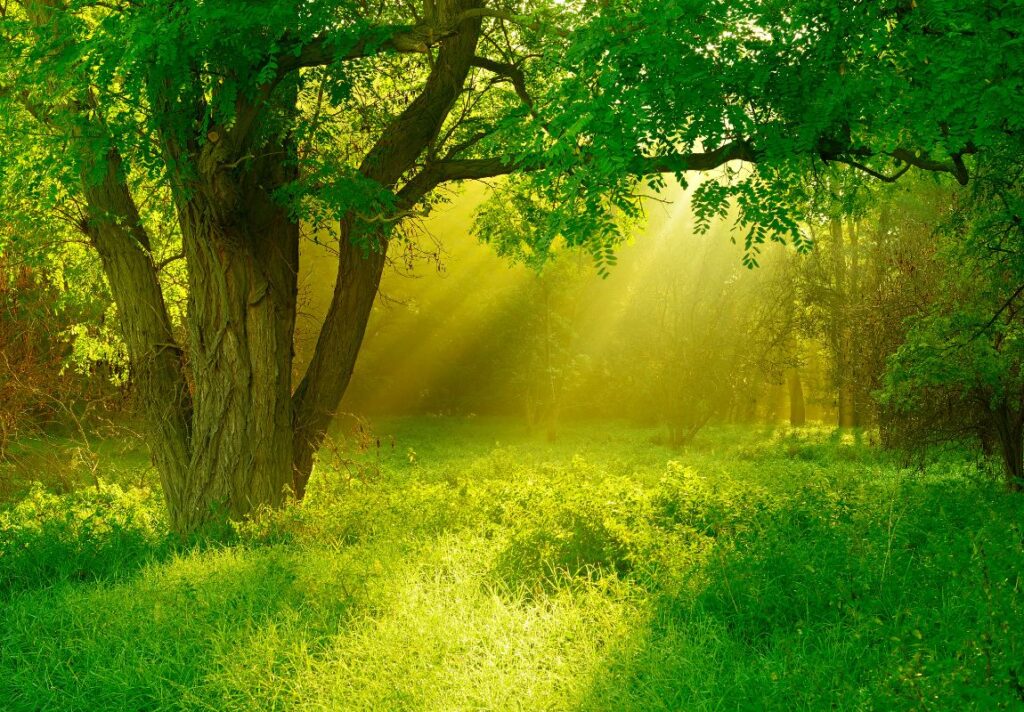 Spiritual Uses of Black Locust - Spiritual Uses of Trees You Didn't Know About - 9Pedia.com