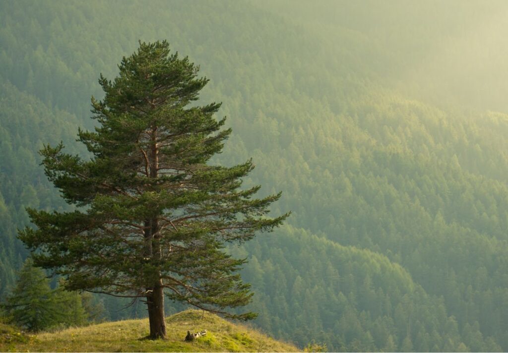 Spiritual Uses of Pine Tree - Spiritual Uses of Trees You Didn't Know About - 9Pedia.com