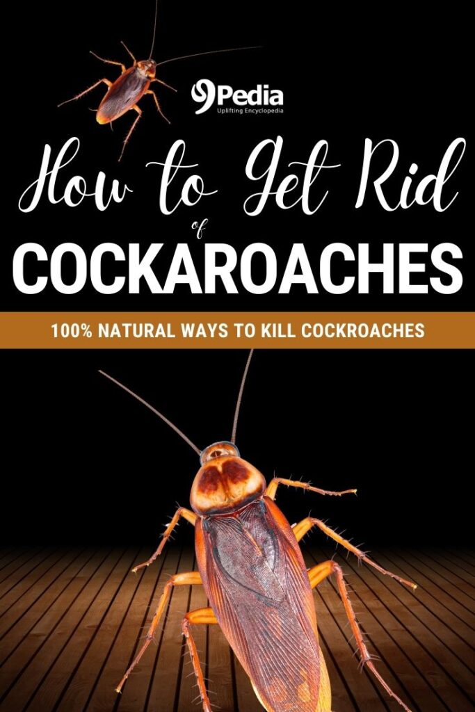 How to Get Rid of Cockroaches - Cockroach Killer Home Remedy - 9Pedia.com