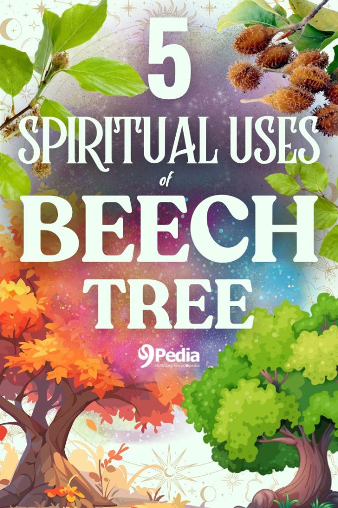 9 Spiritual Uses of Beech Tree - Beech Tree Spiritual - 9Pedia.com