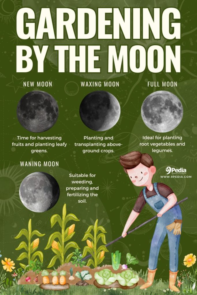 Gardening by The Moon - Very Short Guide - Moon Gardening - Lunar Gardening - 9Pedia.com
