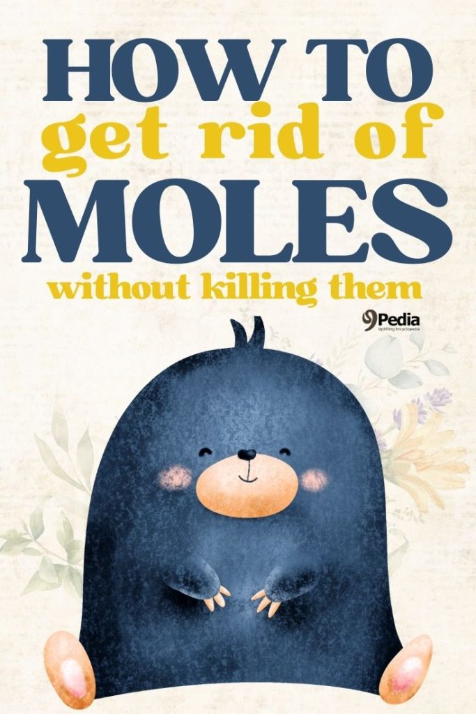 How to Get Rid of Moles Without Killing Them - 9Pedia.com