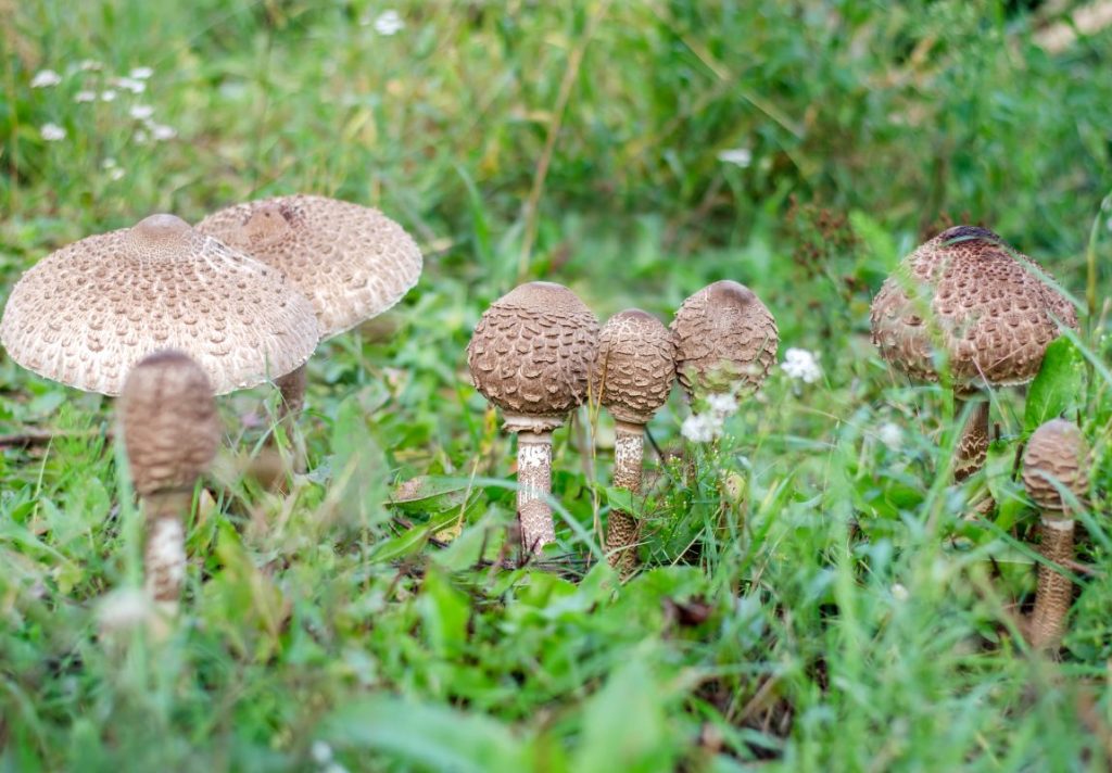5 Most Delicious Edible Mushrooms You Can Forage Yourself - 9Pedia.com