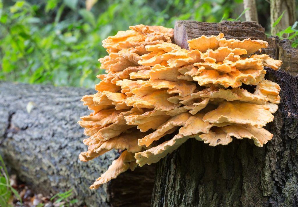 5 Most Delicious Edible Mushrooms You Can Forage Yourself - 9Pedia.com