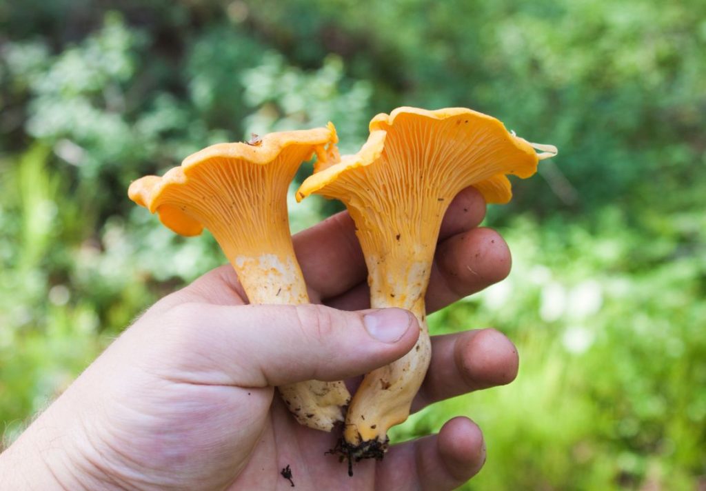 5 Most Delicious Edible Mushrooms You Can Forage Yourself - 9Pedia.com