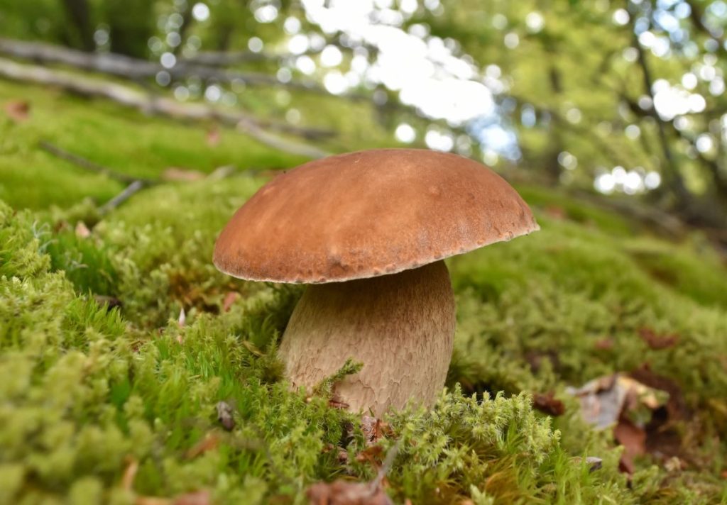 5 Most Delicious Edible Mushrooms You Can Forage Yourself - 9Pedia.com