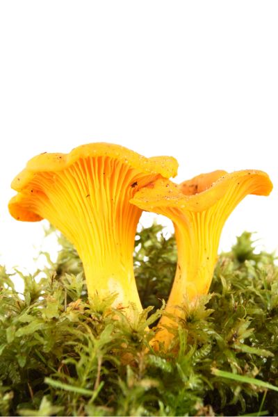 5 Most Delicious Edible Mushrooms You Can Forage Yourself - How to identify chanterelles mushroom - 9Pedia.com