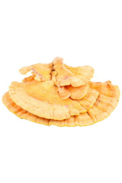 5 Most Delicious Edible Mushrooms You Can Forage Yourself - How to identify chicken of the woods mushroom - 9Pedia.com