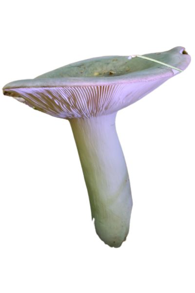 5 Most Delicious Edible Mushrooms You Can Forage Yourself - How to identify green crackling russula - 9Pedia.com