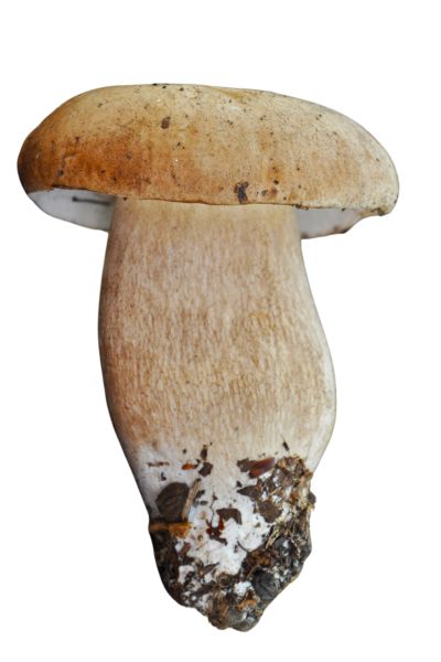 5 Most Delicious Edible Mushrooms You Can Forage Yourself - How to identify porcini - 9Pedia.com