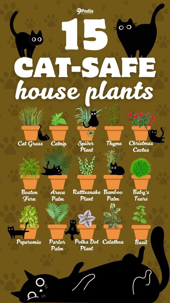 15 Cat-Safe Houseplants Cat-Friendly Plants - 9Pedia.com