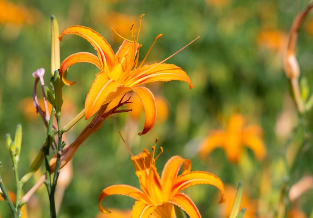 How to Cook Orange Daylily- 5 Delish Orange Daylily Recipes