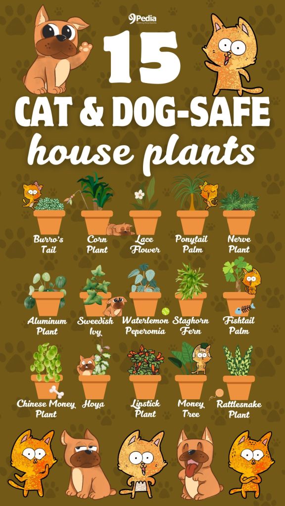 15 Cat and Dog-Safe Houseplants – Pet-Friendly Houseplants for Every Home