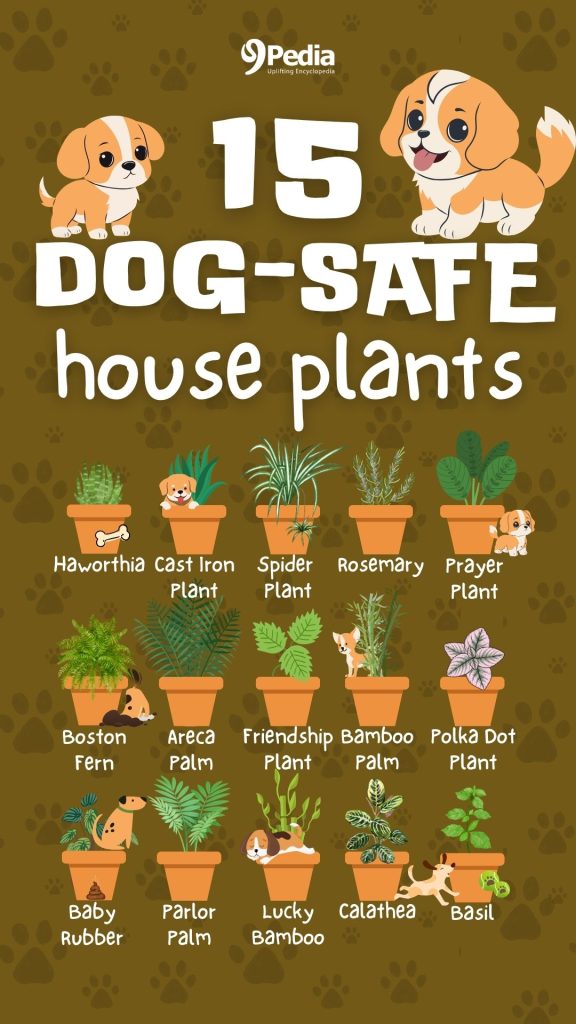 Dog-Safe Houseplants - Houseplants Safe for Dogs and Perfect for Your Home - 9Pedia.com - 9Pedia.com