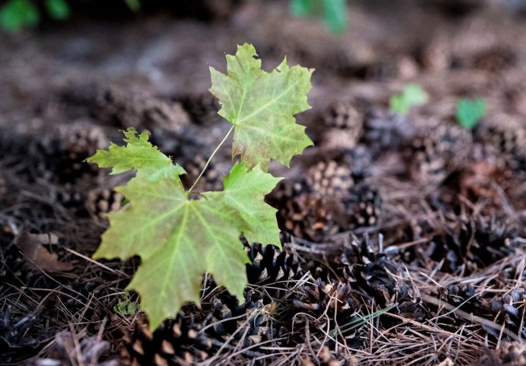 Spiritual Uses of Norway Maple You Didn't Know - 9Pedia.com