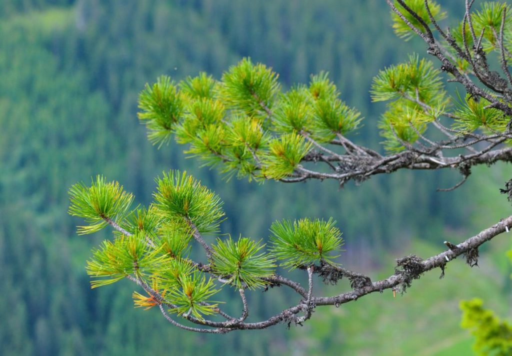 Spiritual Uses of Swiss Pine You Didn't Know - 9Pedia.com
