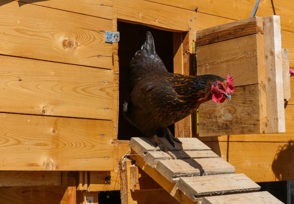 How to Build a Chicken Coop on a Budget (Beginner-Friendly DIY Guide) - Things You Need to Start Living Off The Grid - 9Pedia.com