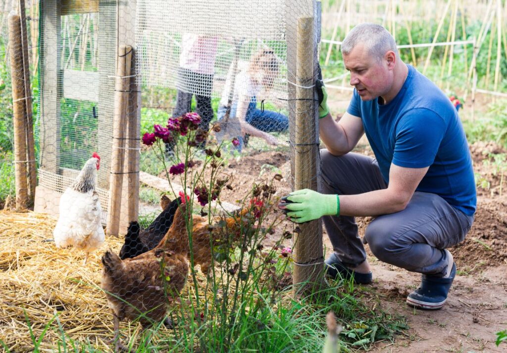 How to Build a Chicken Coop on a Budget (Beginner-Friendly DIY Guide) - Things You Need to Start Living Off The Grid - 9Pedia.com